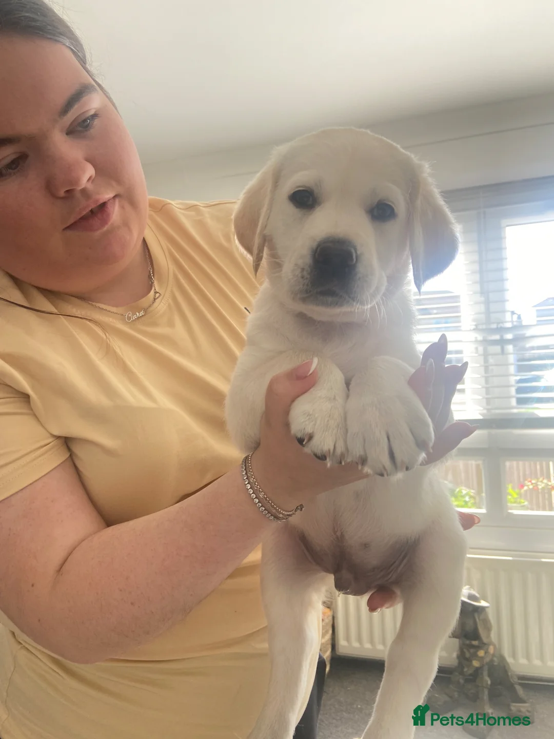 Mixed Breed dogs for sale: Labradoodles Pups **** 1 boy remaining  ***** - Advert 1