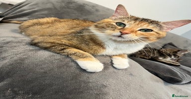 Mixed Breed cats - Advert 7