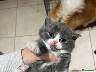 British Shorthair cats 🏆 Beautiful litter british shorthair babies 🥇 - Advert 1