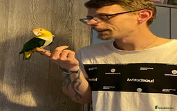 Parrots birds for sale: Female white bellied caique - Image 5