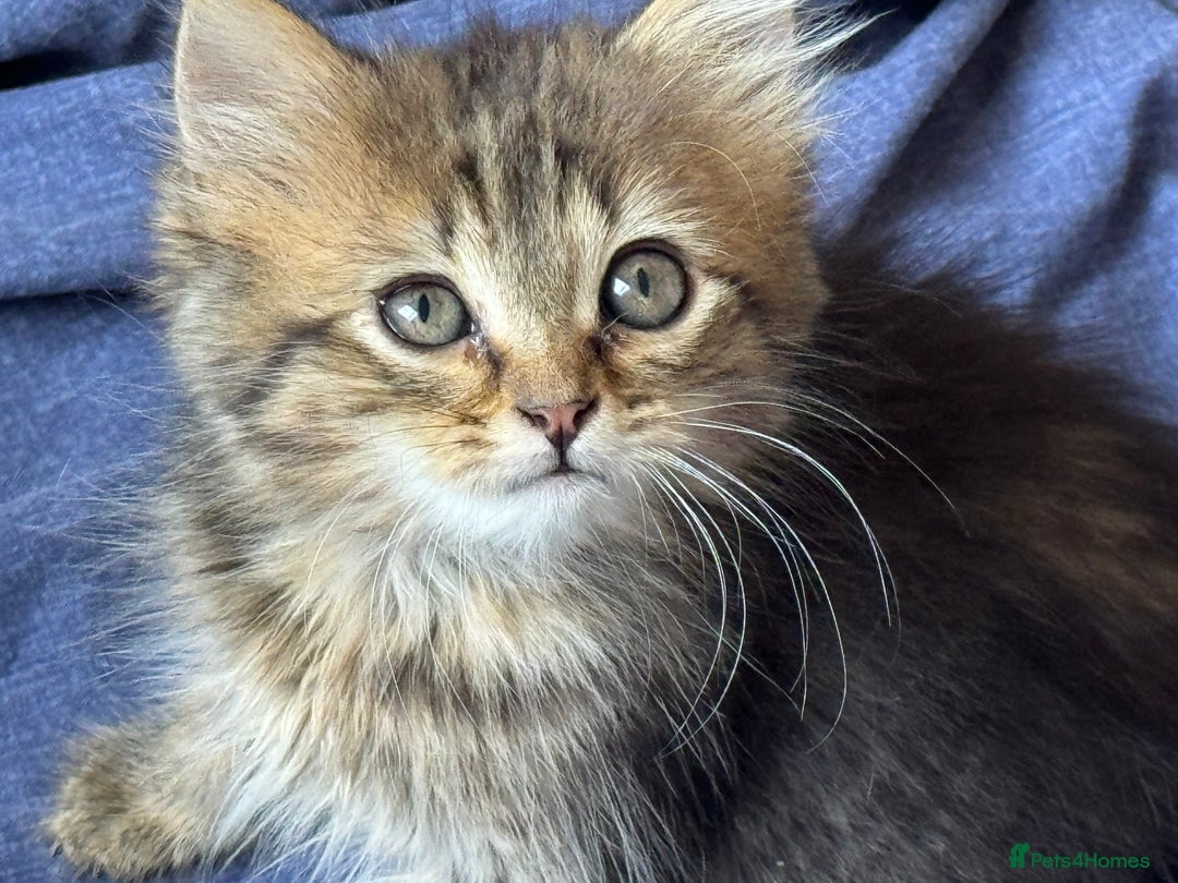 Siberian cats for sale: Four Siberian kittens - Image 5