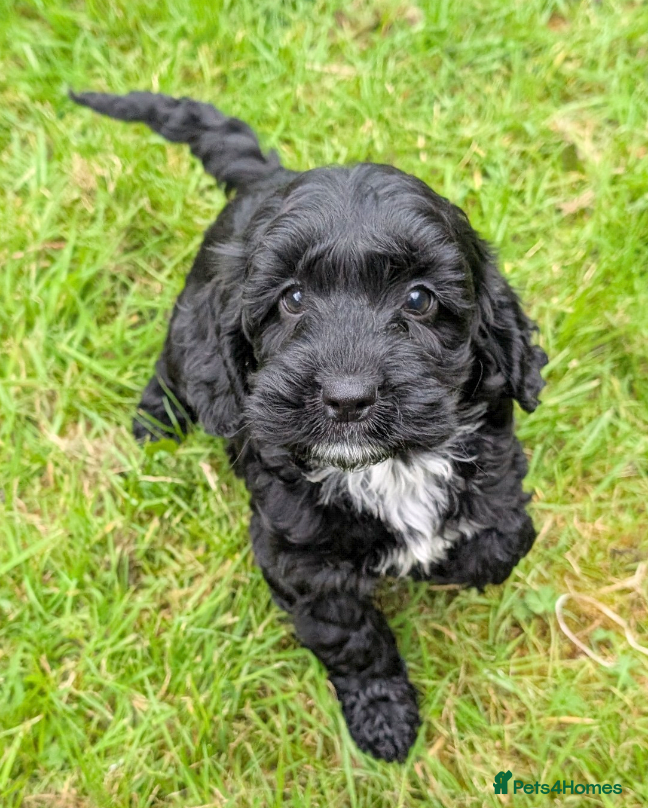 Cockapoo dogs Licensed breeder, health tested F1 cockapoos - Advert 2