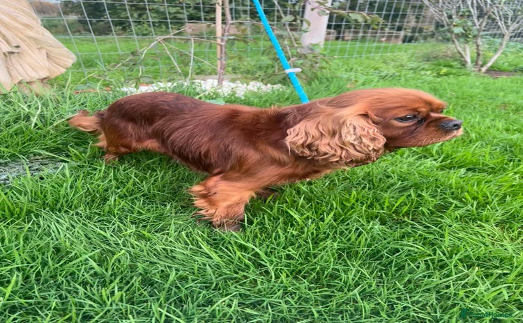 Cavalier King Charles Spaniel dogs - Advert 3