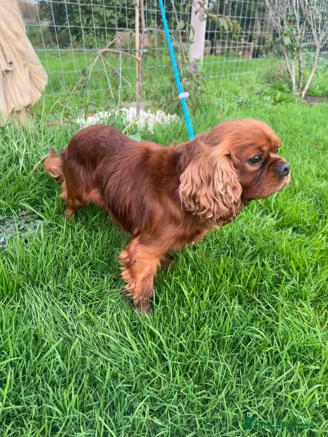 Cavalier King Charles Spaniel dogs for stud: KC REG HEALTH TESTED DARKRUBY CAVALIER PROVEN STUD - Advert 2
