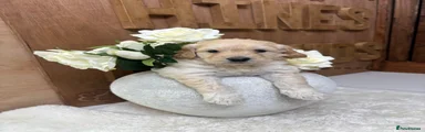 Goldendoodle Puppy 3