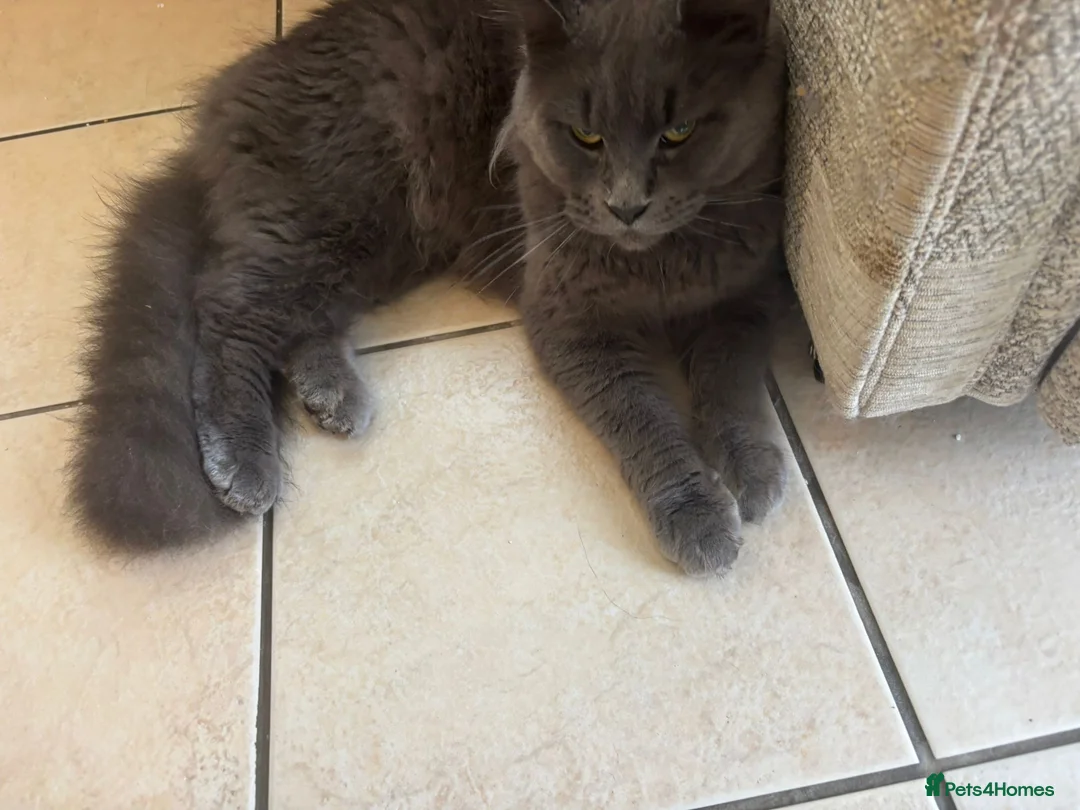 Maine Coon cats for sale: Queen maincoon for sale - Advert 5