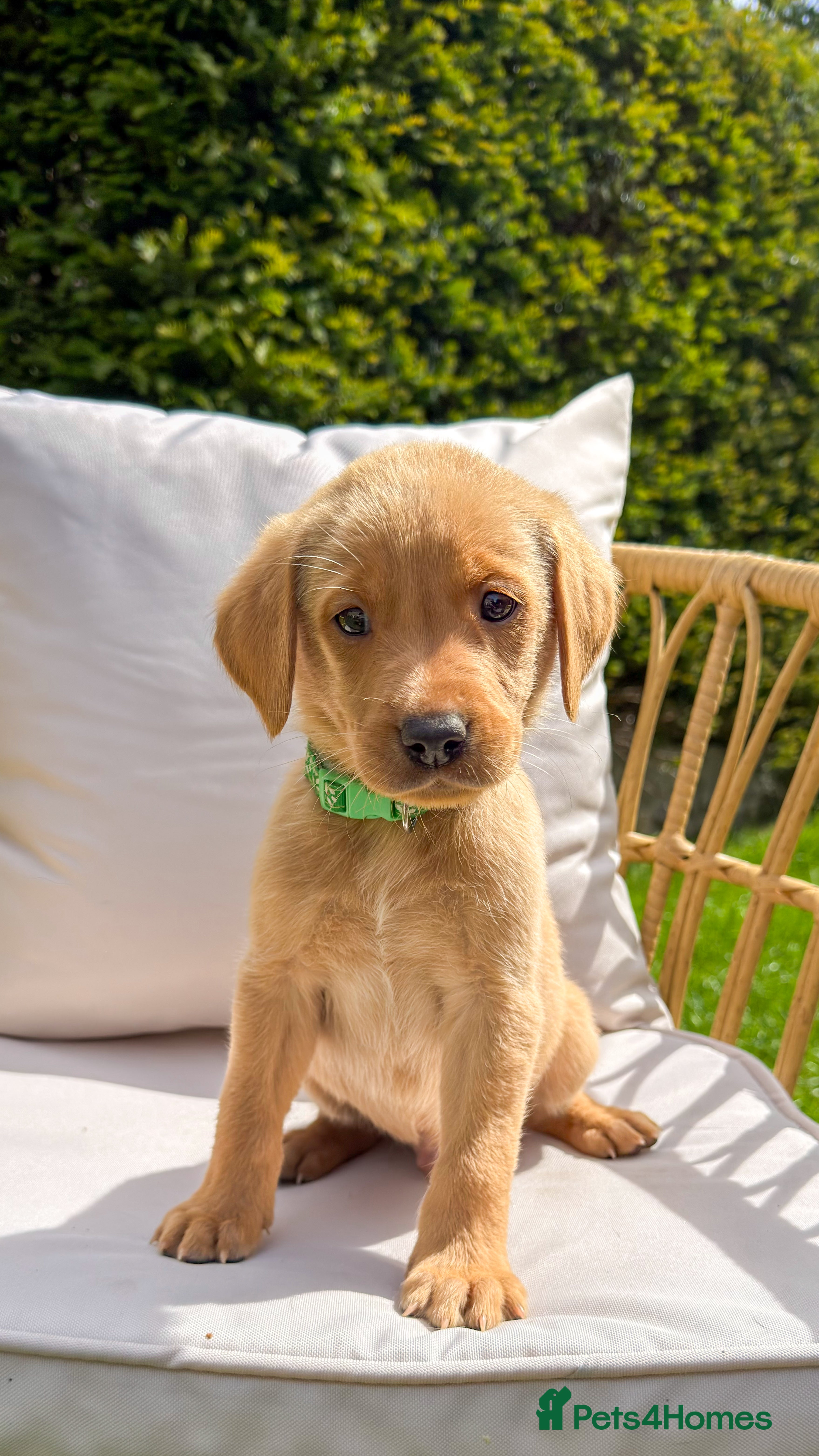 Labrador Retriever Puppy 1