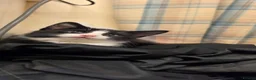 Mixed Breed cats for sale: Kitten - Advert 8