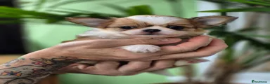 Chihuahua 3