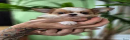 Chihuahua dogs for sale: Amazing Longcoat Apple head Chihuahua Puppies - Advert 30