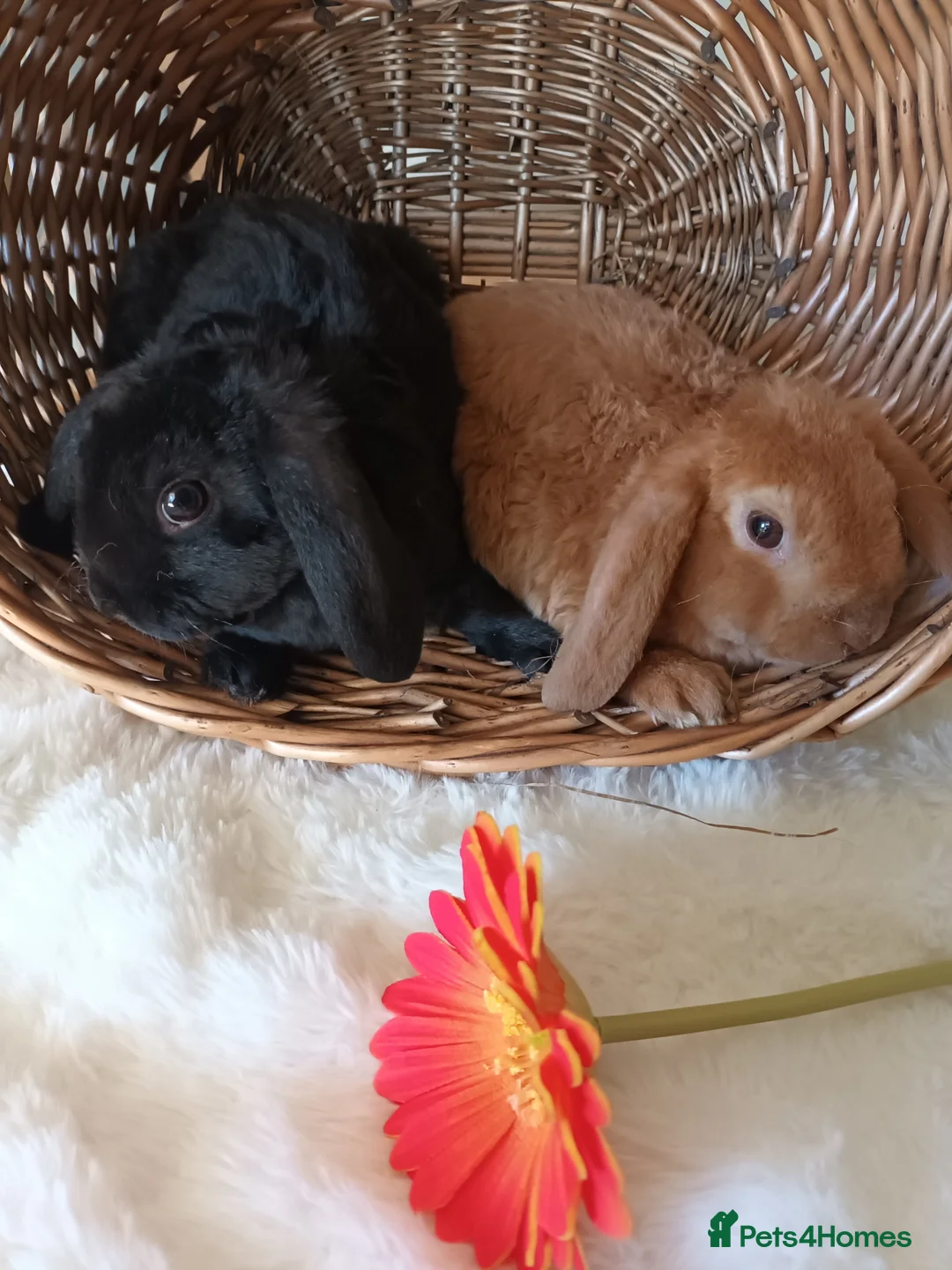 Mini Lop rabbits for sale: Gorgeous plush mini lops  - Advert 1