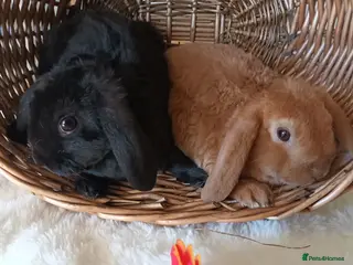 Mini Lop rabbits Gorgeous plush mini lops - Advert 14