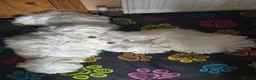 Bichon Frise dogs for sale: Selling - Advert 1