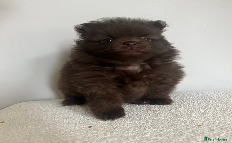 Pomeranian dogs - Advert 1