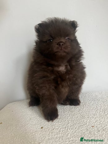 Pomeranian dogs - Advert 1