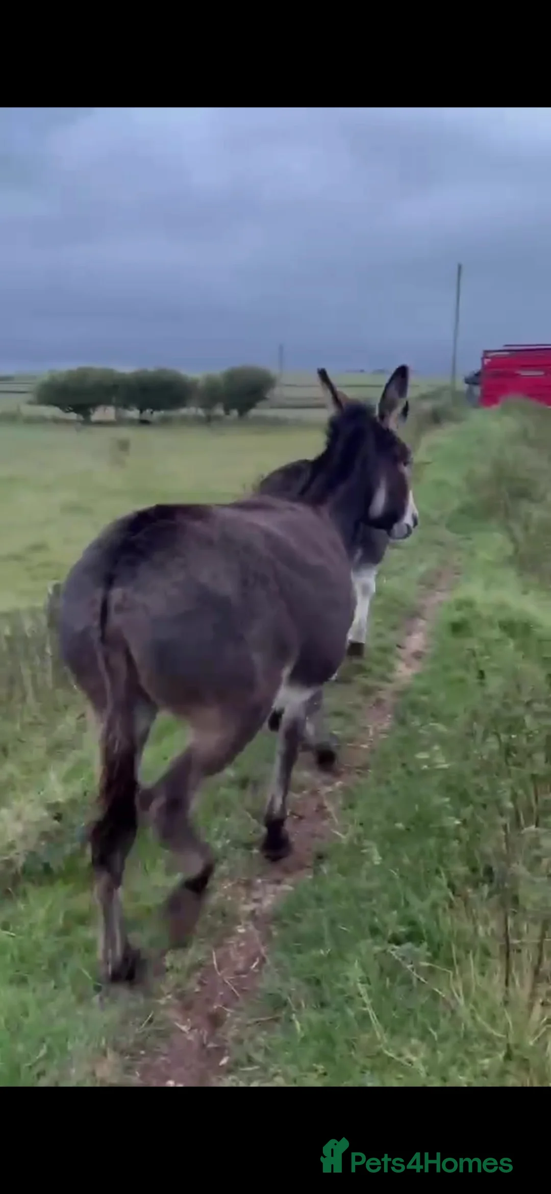 Donkey livestock for sale: Jenny donkeys  - Advert 3
