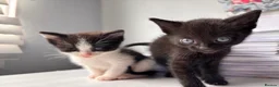 Mixed Breed cats for sale:     Healthy 7 Week Old Kittens (Ready Soon) in London - Advert 4
