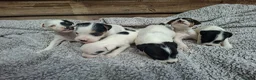 Jack Russell dogs for sale: Outstanding Jack Russel puppies - Advert 15