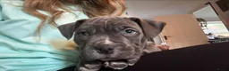 American Bully dogs for sale: American pocket bulldogs 1 ready TO LEAVE  - Advert 14
