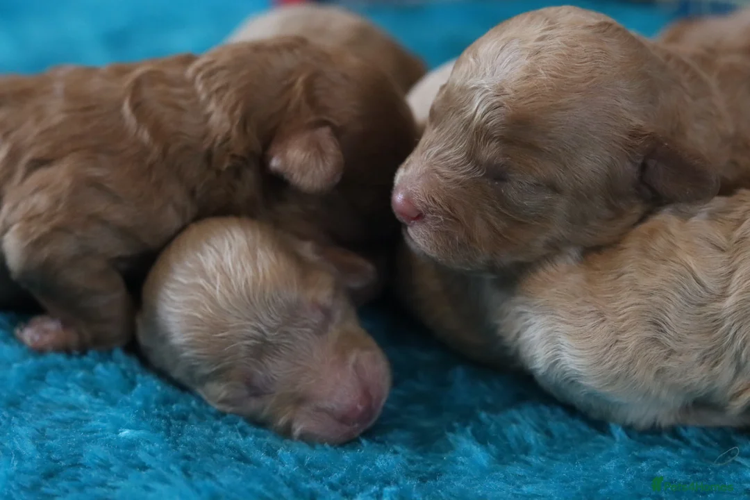 Maltipoo dogs for sale: 4 Maltipoo Puppies - 2 Apricot Girls & 2 Red Boys - Advert 1