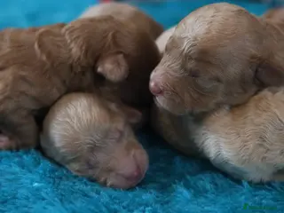 Maltipoo dogs 4 Maltipoo Puppies - 2 Apricot Girls & 2 Red Boys - Advert 6