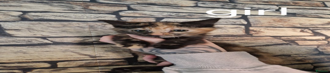 Mixed Breed Kitten 3