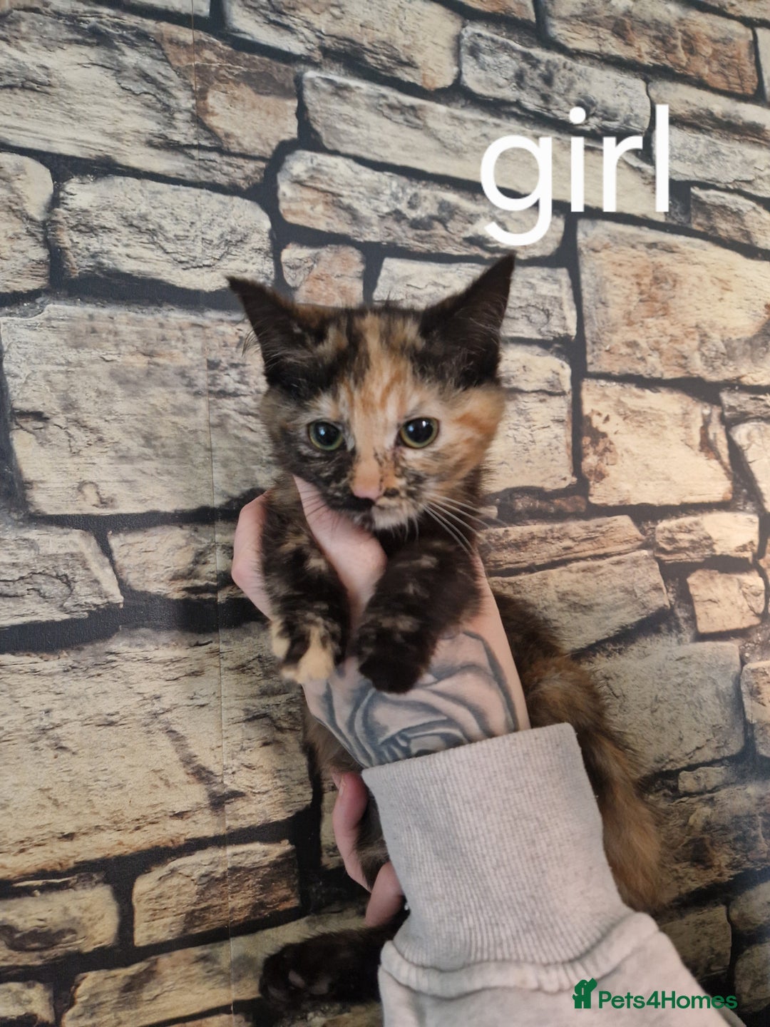 Mixed Breed cats for sale: Kittens for loving home ❤️ - Advert 4