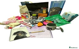 Miniature Dachshund dogs for sale: ✨ READY NOW  KC MINIATURE DACHSHUND PRA CLEAR   - Advert 17