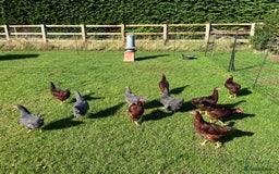 Chickens poultry for sale: Rhode Island Red pure breed - Image 1