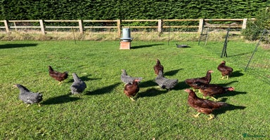 Chickens poultry - Advert 6