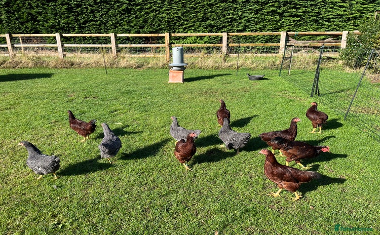 Chickens poultry - Advert 2