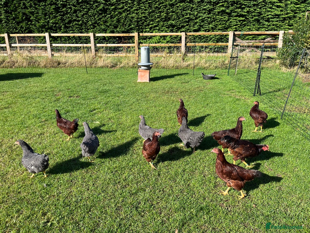 Chickens poultry for sale: Rhode Island Red pure breed - Image 1
