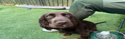 Cocker Spaniel dogs for sale: Cocker Spaniel For sale  in Sheffield - Advert 5