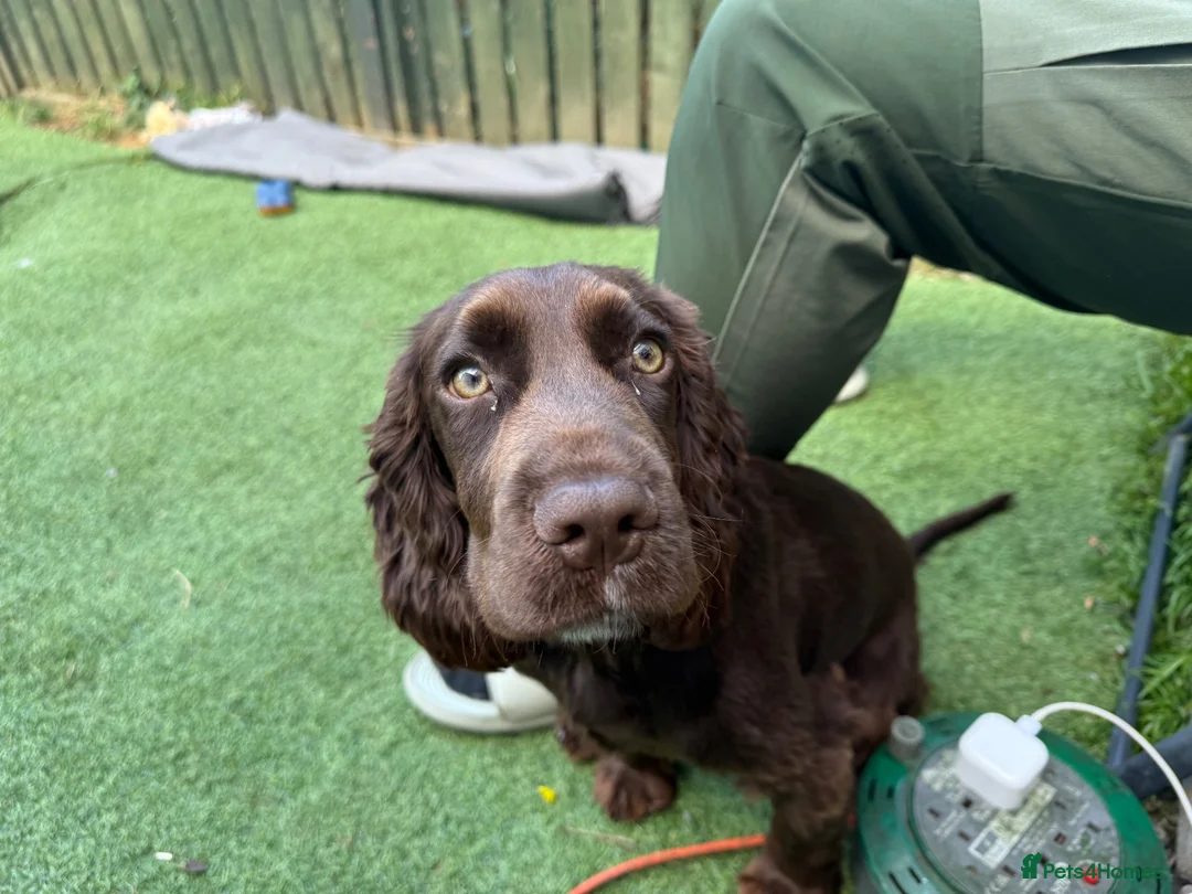 Cocker Spaniel dogs for sale: Cocker Spaniel For sale  in Sheffield - Advert 5