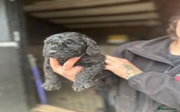 Labradoodle dogs for sale: Miniature Labradoodle Puppies,  - Image 10
