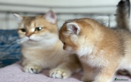 British Shorthair cats for sale: Ready now golden BSH - Image 23