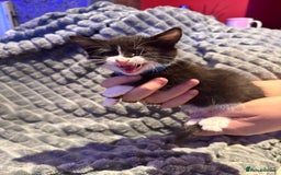 British Shorthair cats for sale: British shorthair x kittens - Image 8