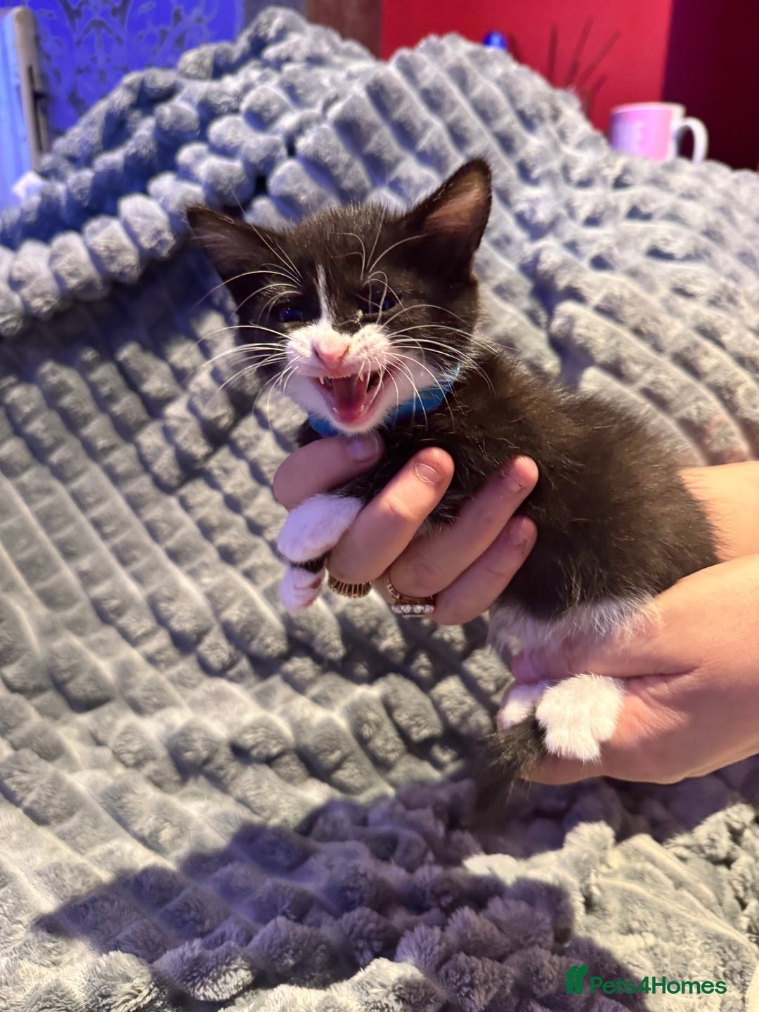 British Shorthair cats for sale: British shorthair x kittens - Image 8
