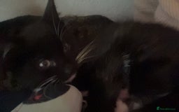 Mixed Breed cats for sale: Kittens for sale asap £40 - Image 8