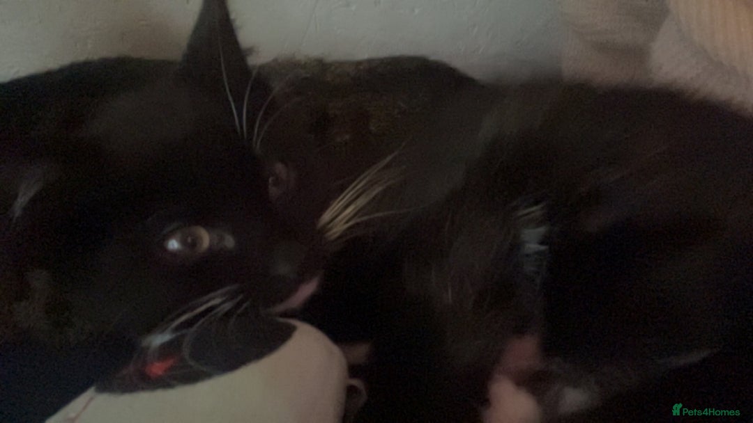 Mixed Breed cats for sale: Kittens for sale asap £40 - Image 8
