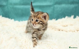 Bengal cats for sale: 🔥Beautiful little bengal girl for reservation🔥 - Image 9