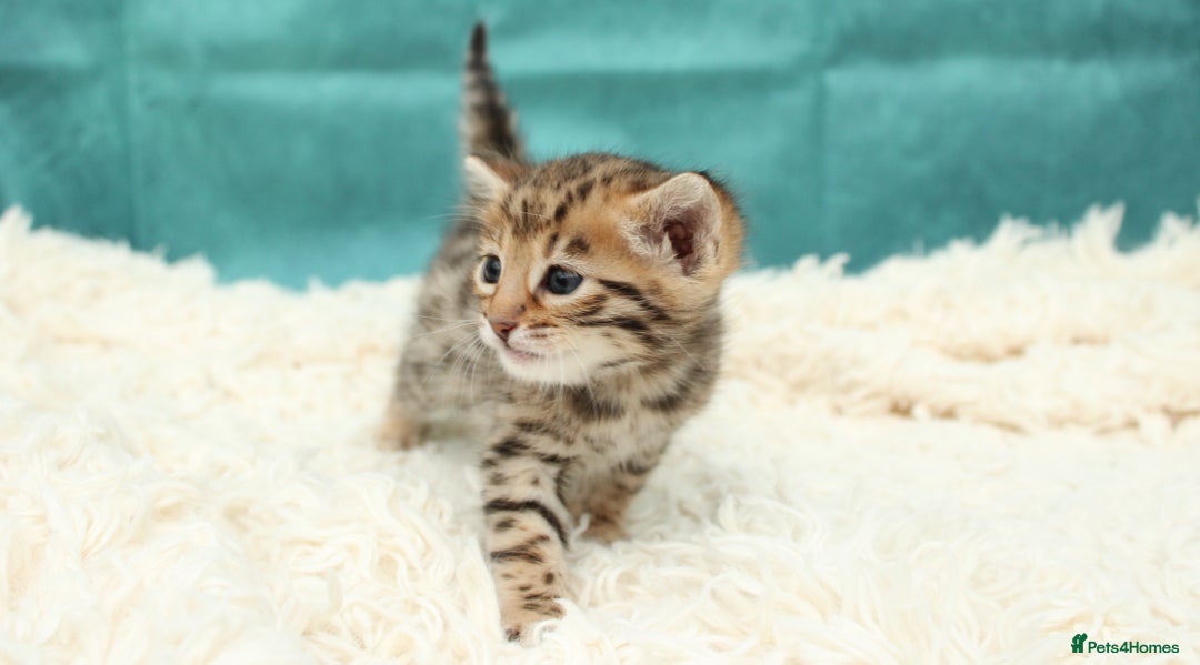 Bengal cats for sale: 🔥Beautiful little bengal girl for reservation🔥 - Image 9