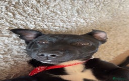 Mixed Breed dogs for sale: Loving staffy looking for forever home  - Image 3