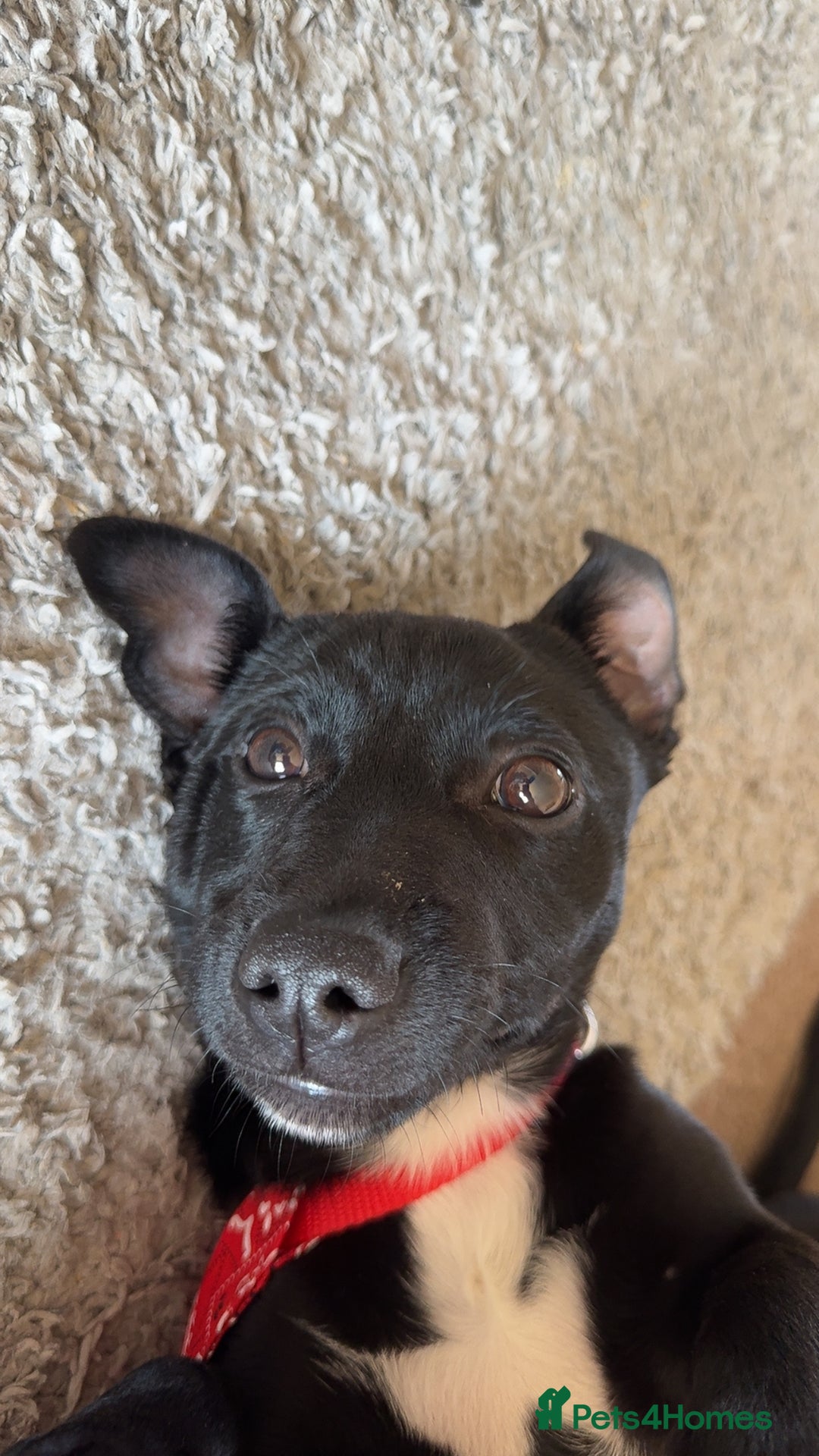 Mixed Breed dogs for sale: Loving staffy looking for forever home  - Image 3