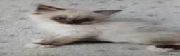 Ragdoll cats for sale: Ragdoll Kitten **READY NOW ** - Advert 11