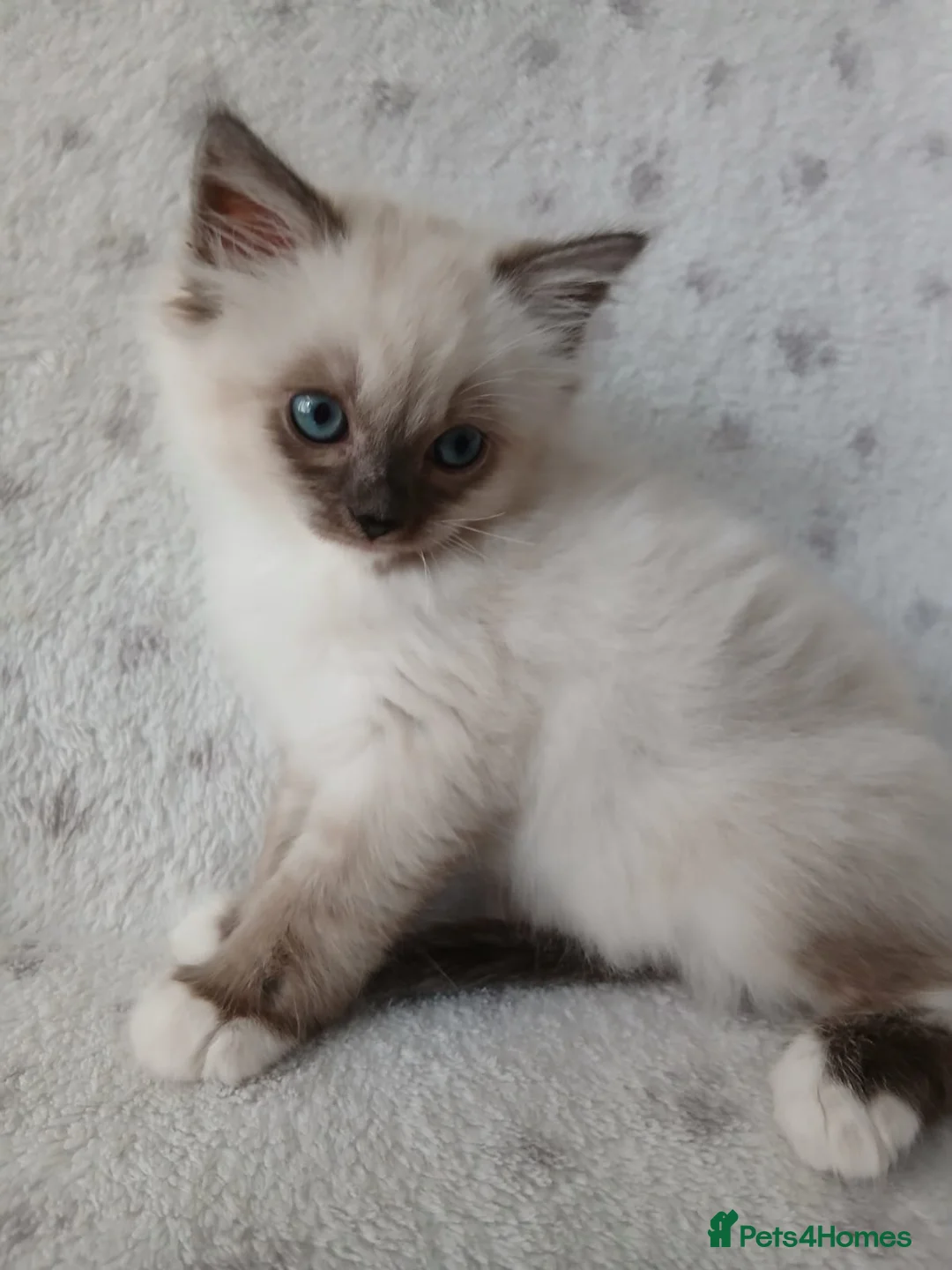 Ragdoll cats for sale: Ragdoll Kitten **READY NOW ** - Advert 11