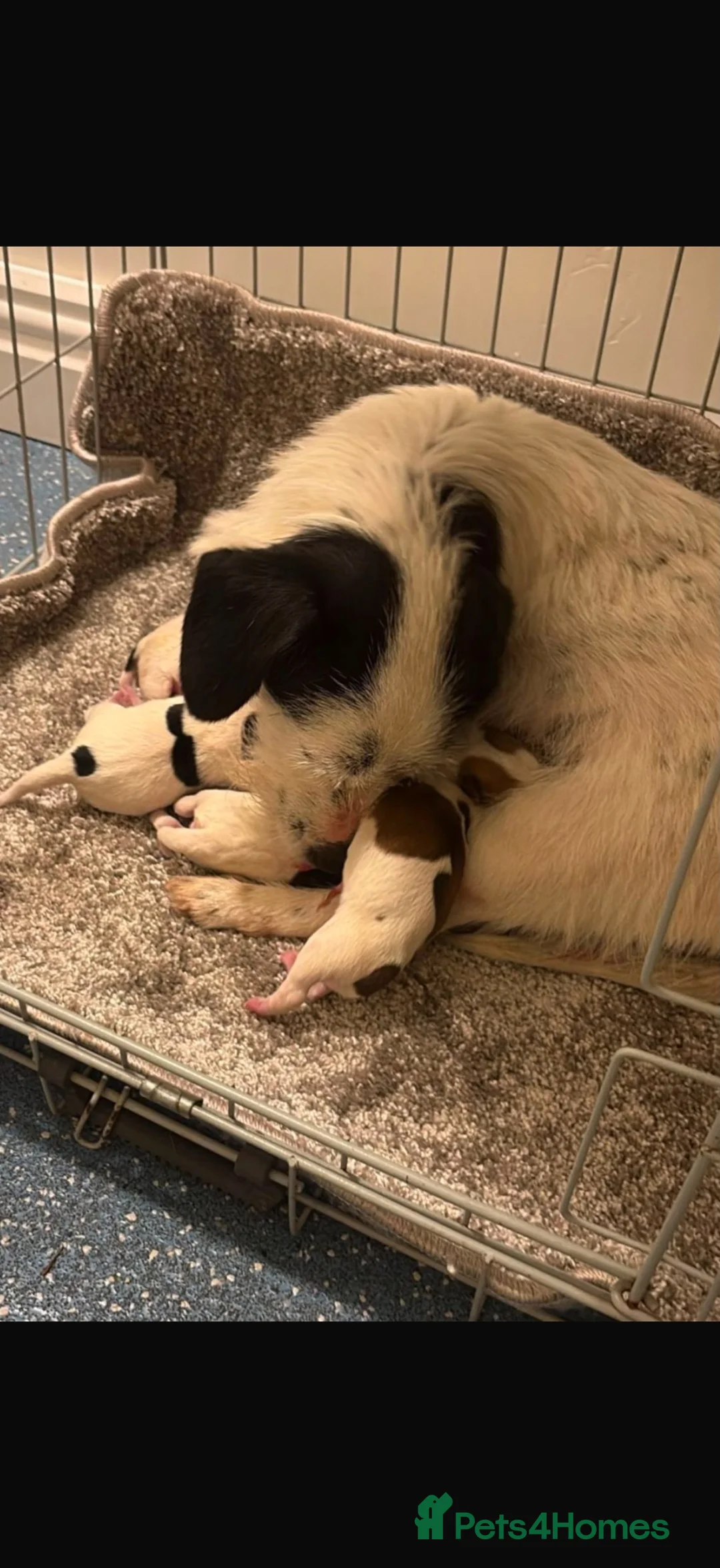 Jack Russell dogs for sale: Jack Russell’s - Advert 1
