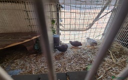 Quail poultry for sale: Chinese Painted Quail - Image 1