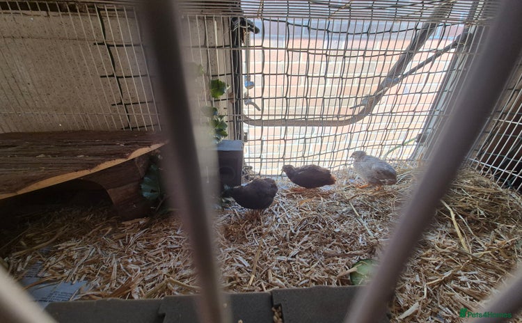 Quail poultry - Advert 3