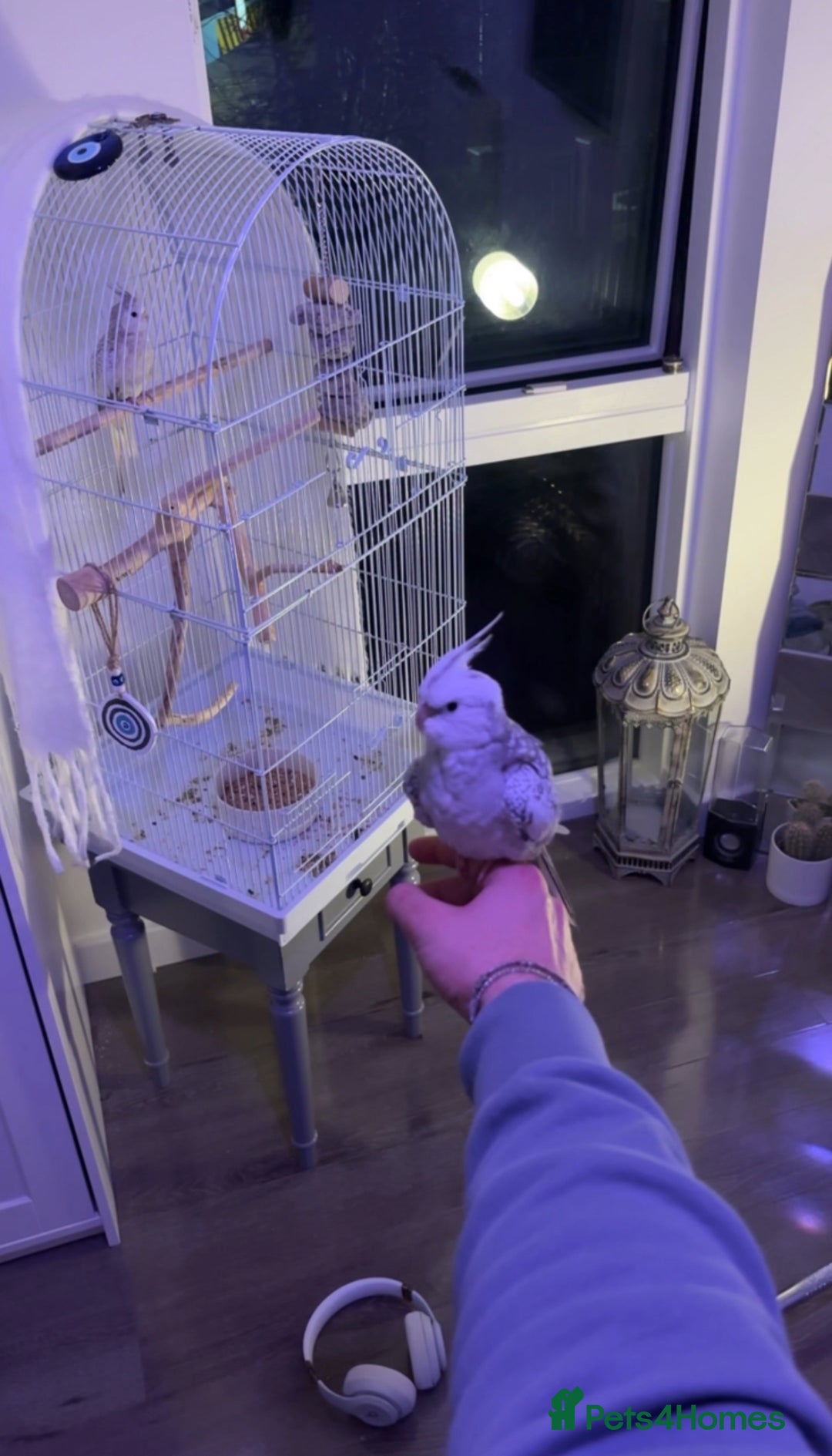 Cockatiels birds for sale: hand tamed cockatiels - Advert 2